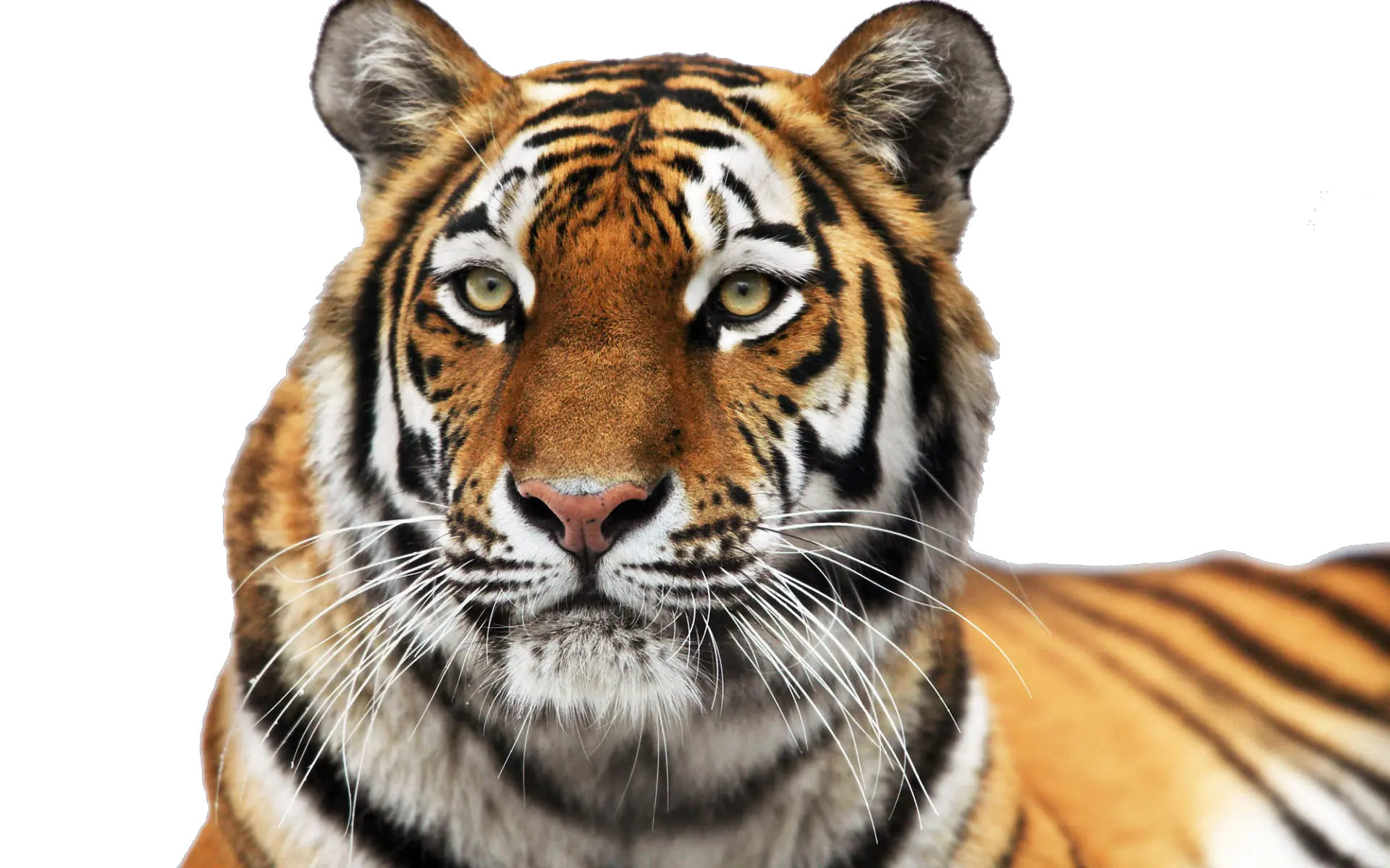 Tiger PNG