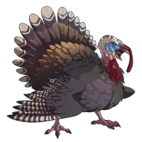 Turkey bird PNG