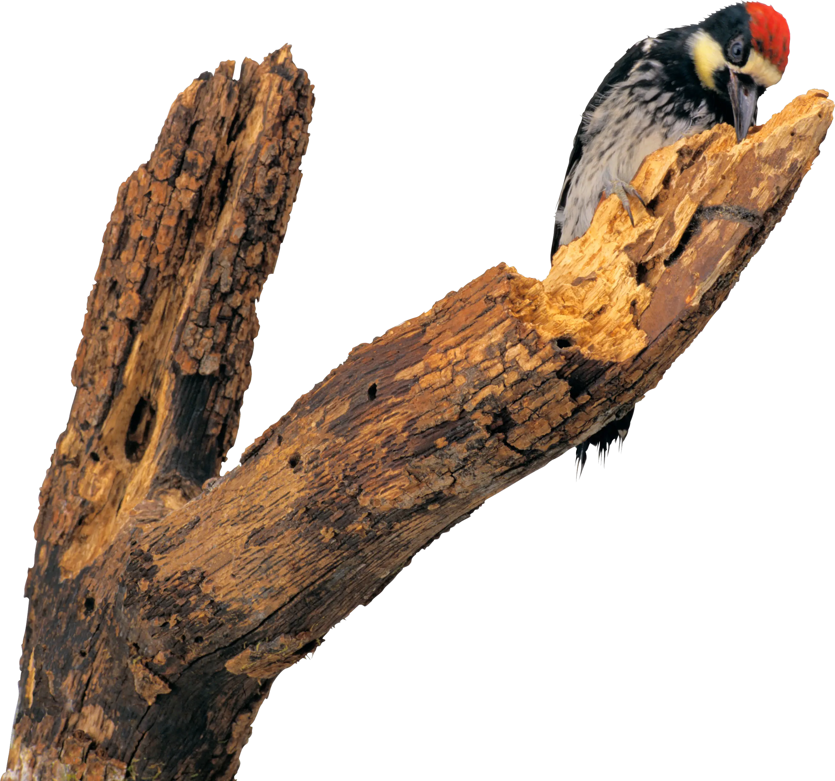 Woodpecker PNG