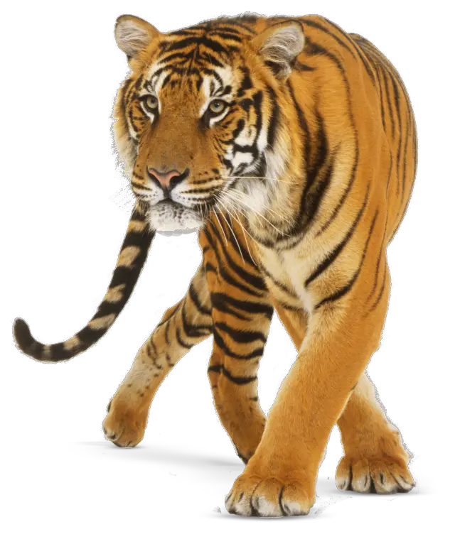 Tiger PNG