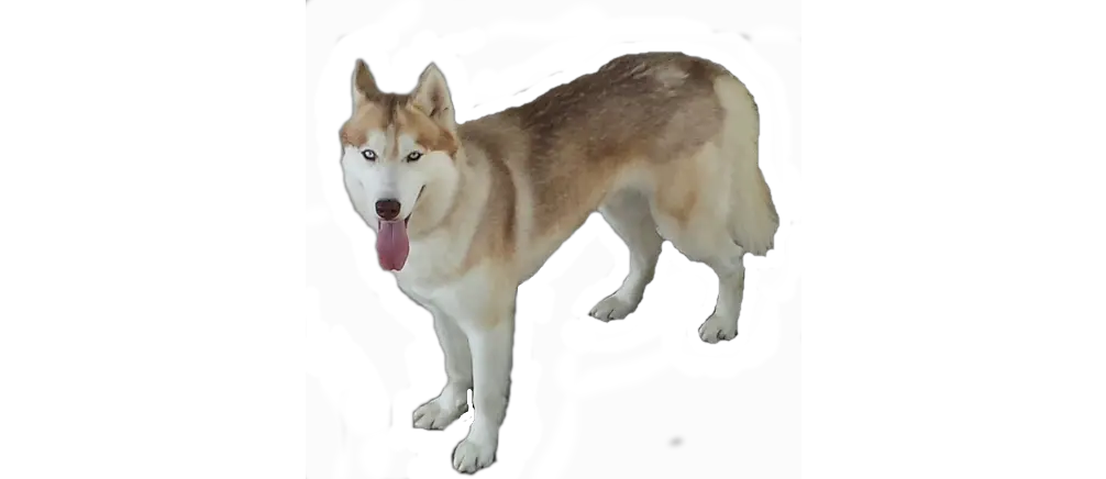 Husky PNG