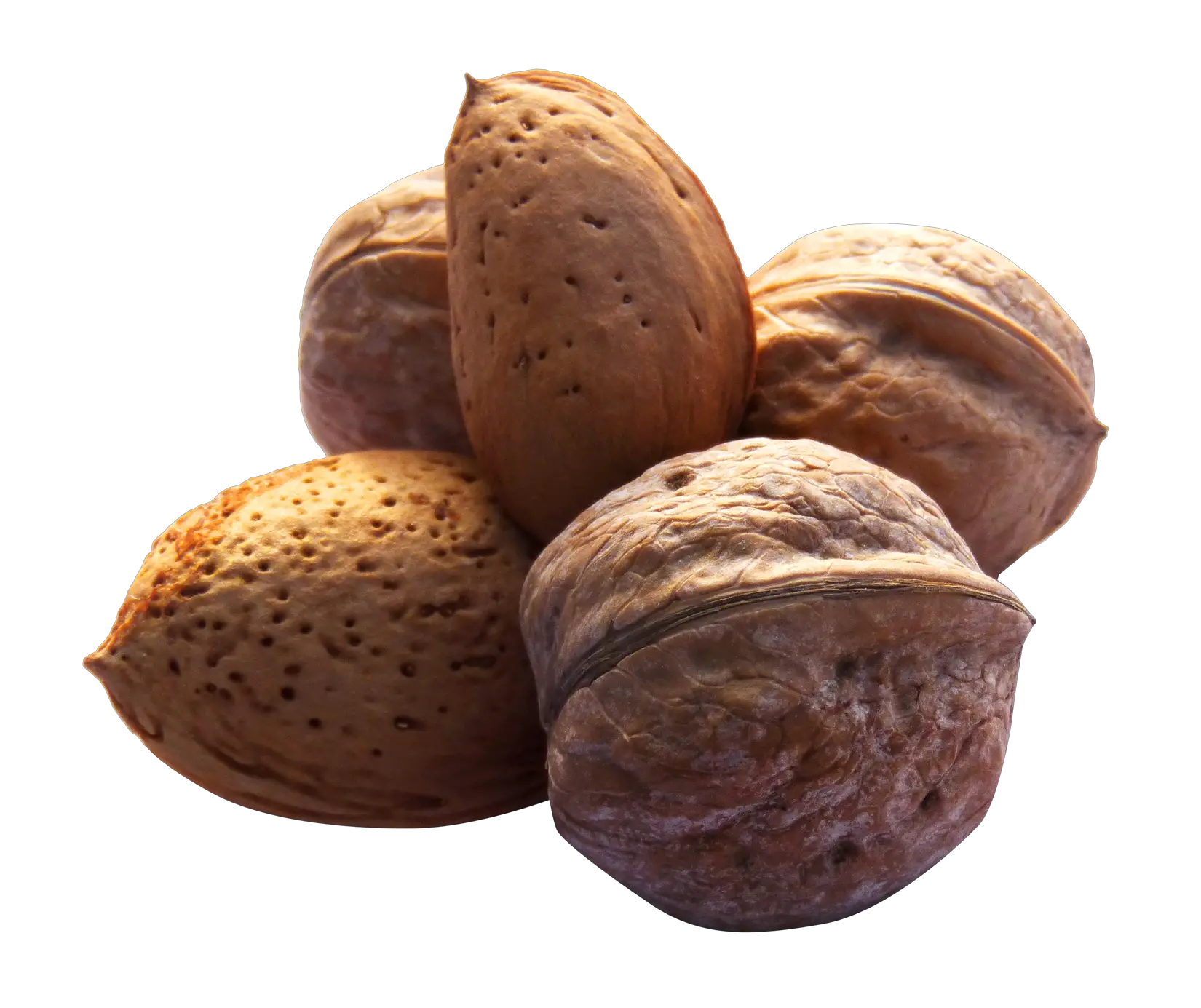 Walnut PNG