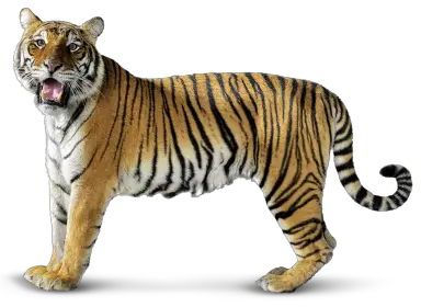 Tiger PNG