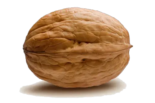 Walnut PNG