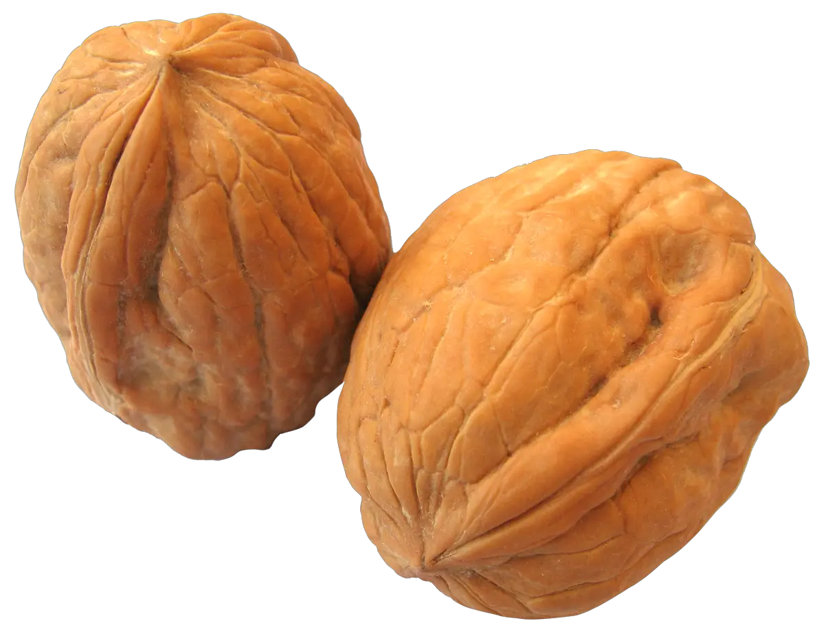 Walnut PNG