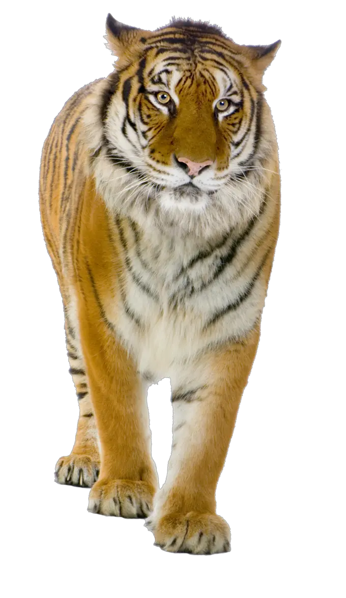 Tiger PNG image free download tigers