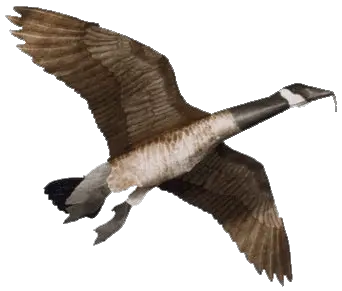 Goose PNG