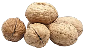 Walnut PNG
