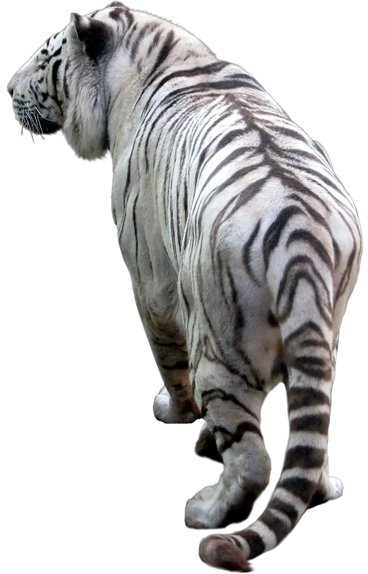 Tiger PNG image free download tigers