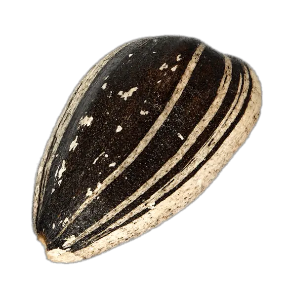 Sunflower seeds PNG