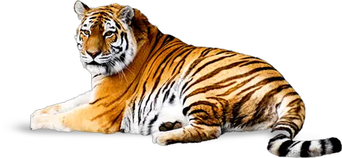 Tiger PNG image free download tigers