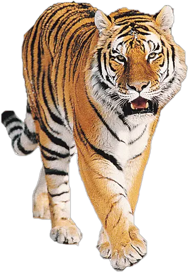 Tiger PNG image free download tigers