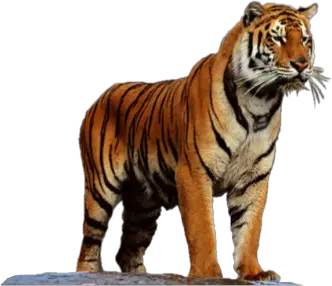 Tiger PNG