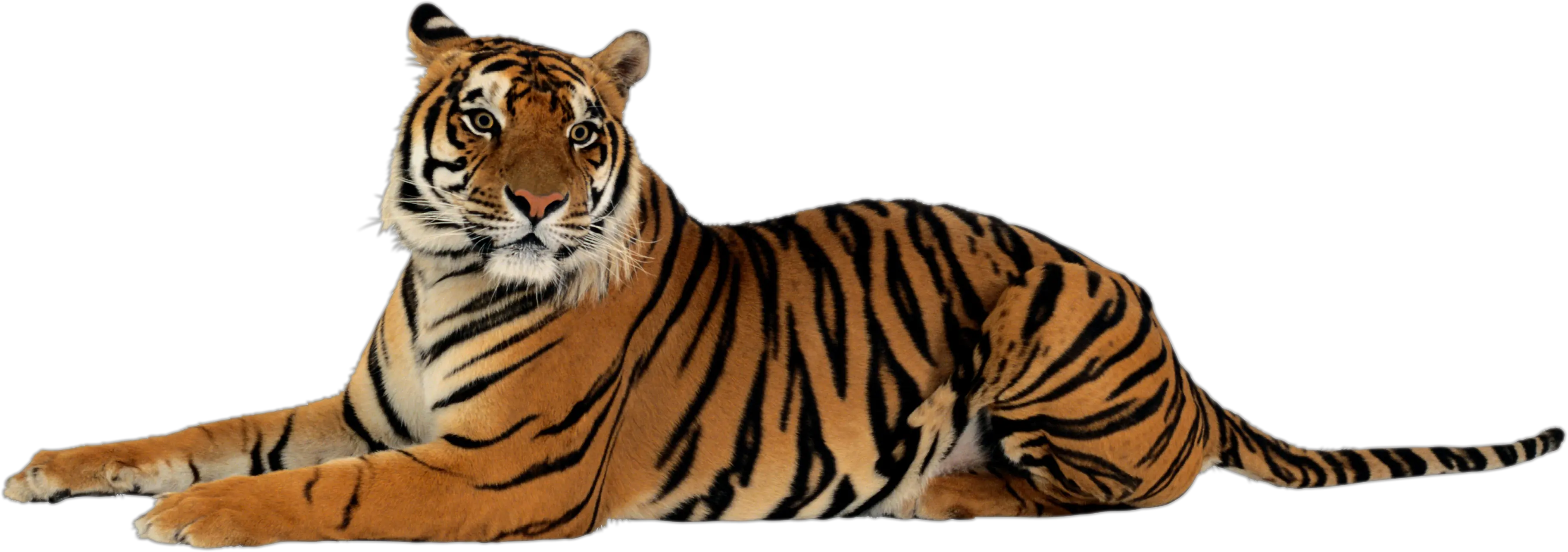 Tiger PNG