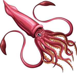 Squid PNG