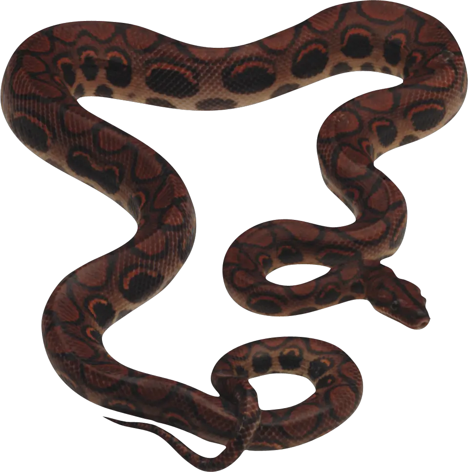 Snake PNG image picture download free