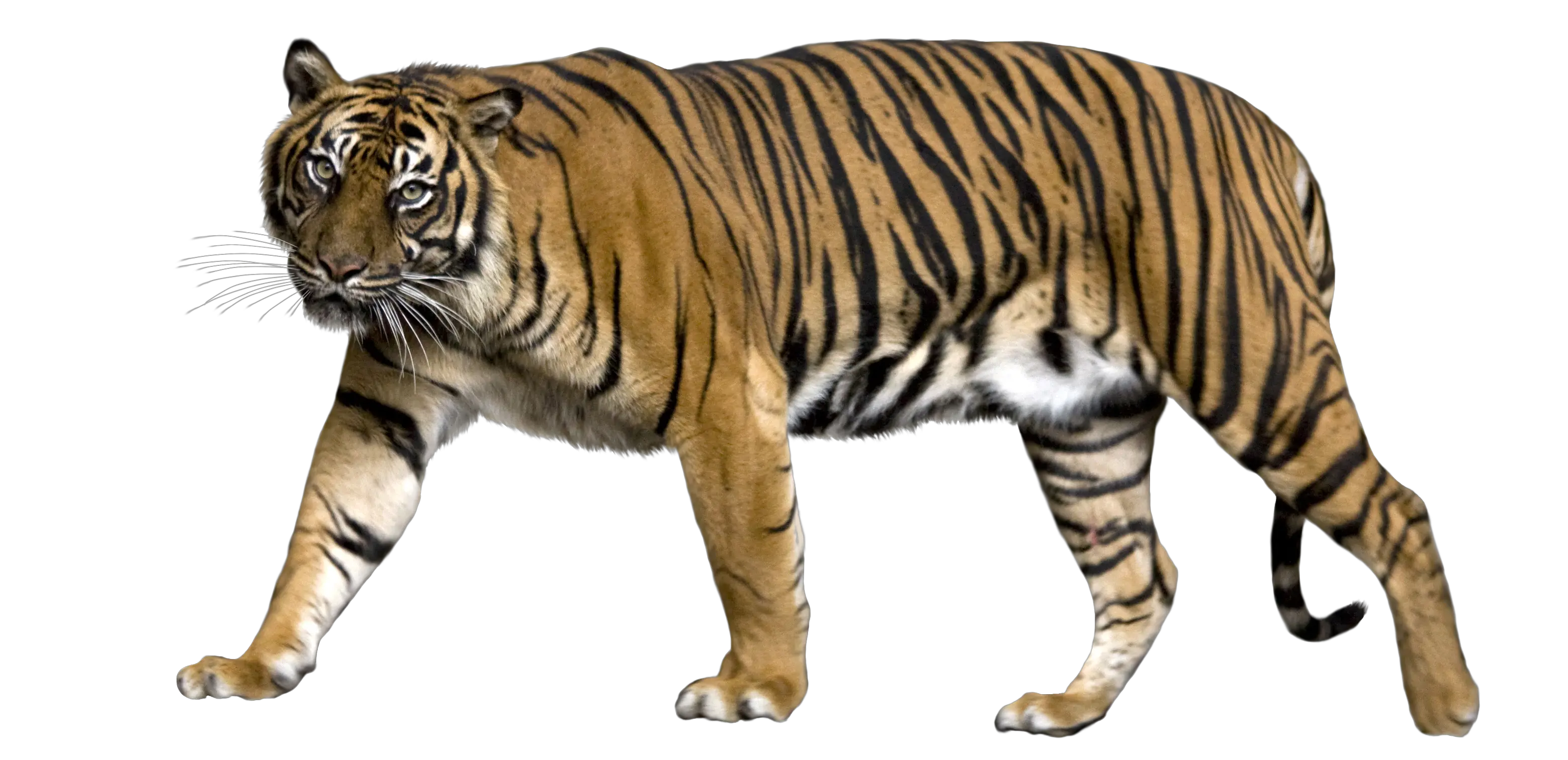 Tiger PNG