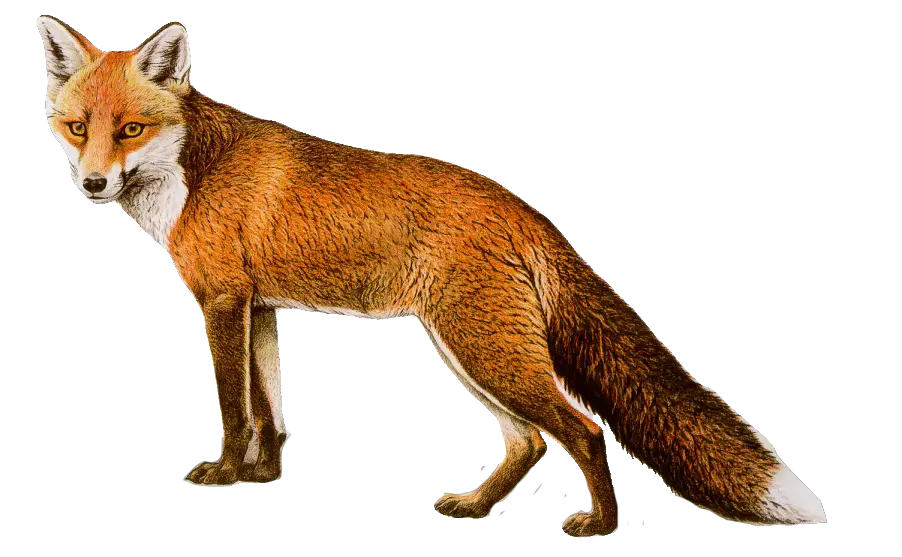 fox png image free download picture