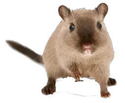 mouse rat PNG image