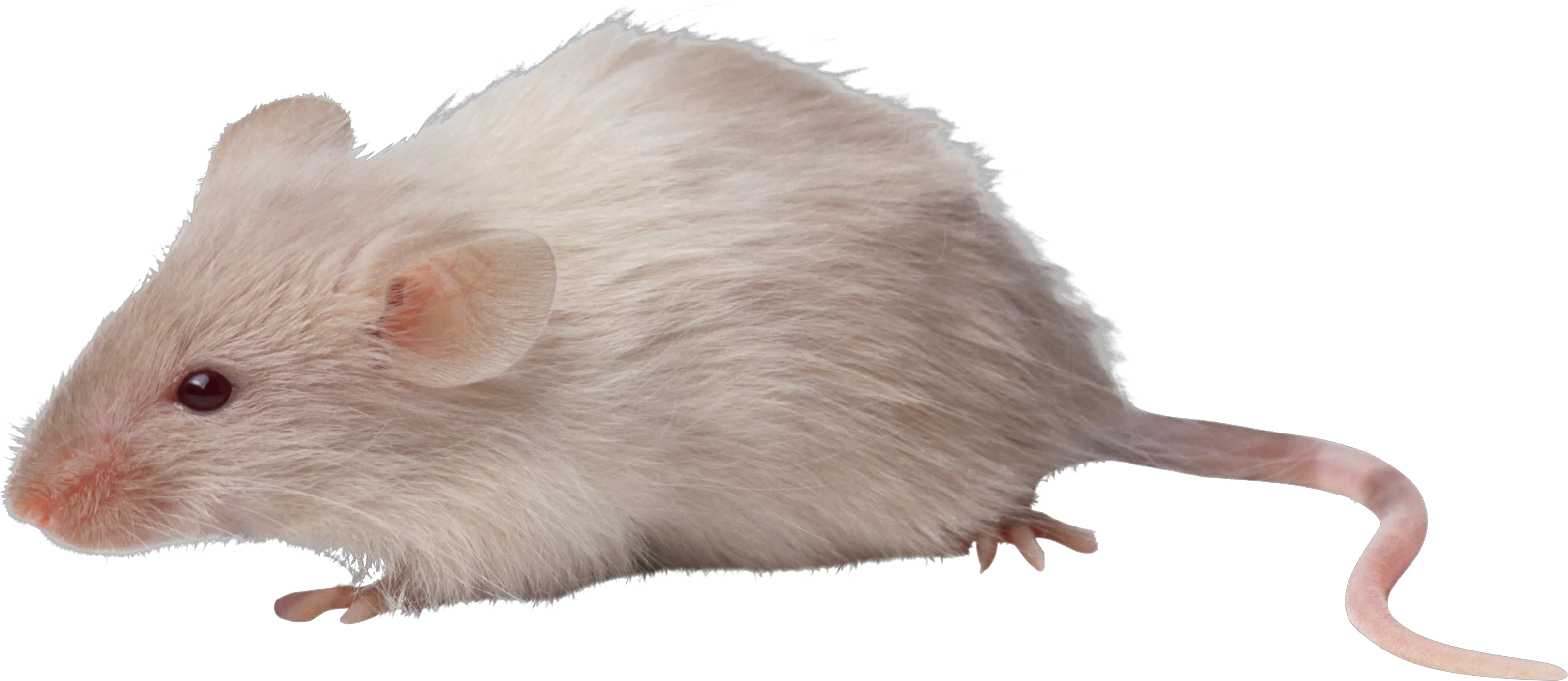 mouse rat PNG image