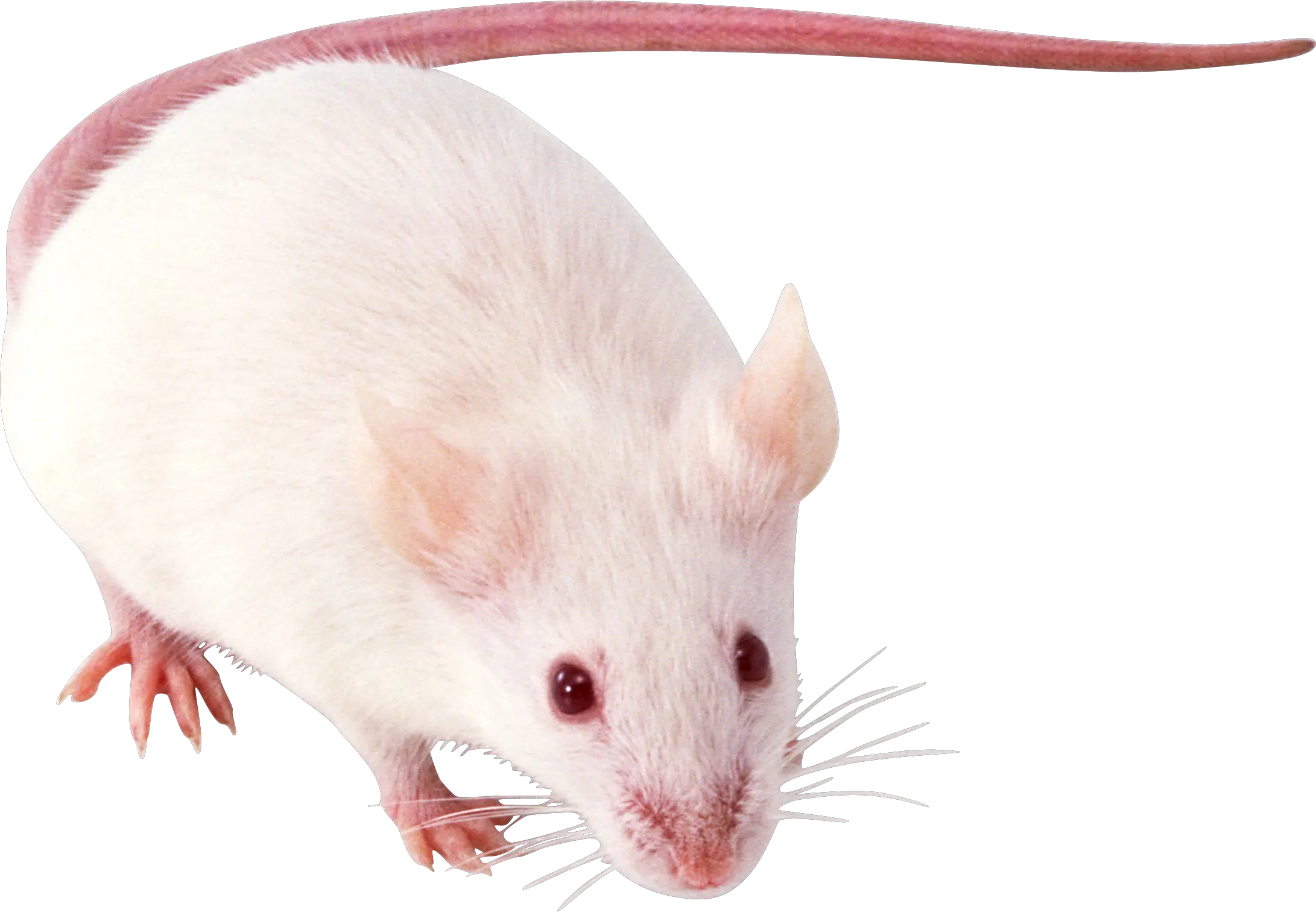 mouse rat PNG image