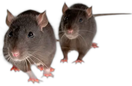 mice PNG image