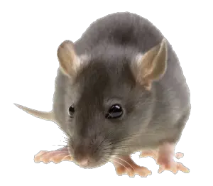 mouse rat PNG image