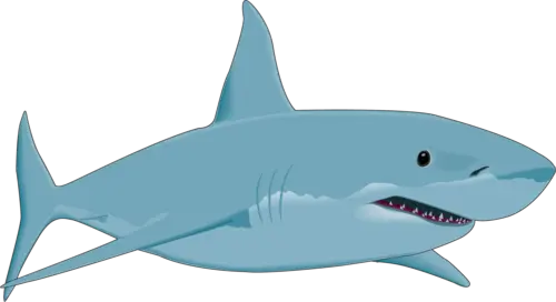Shark PNG image
