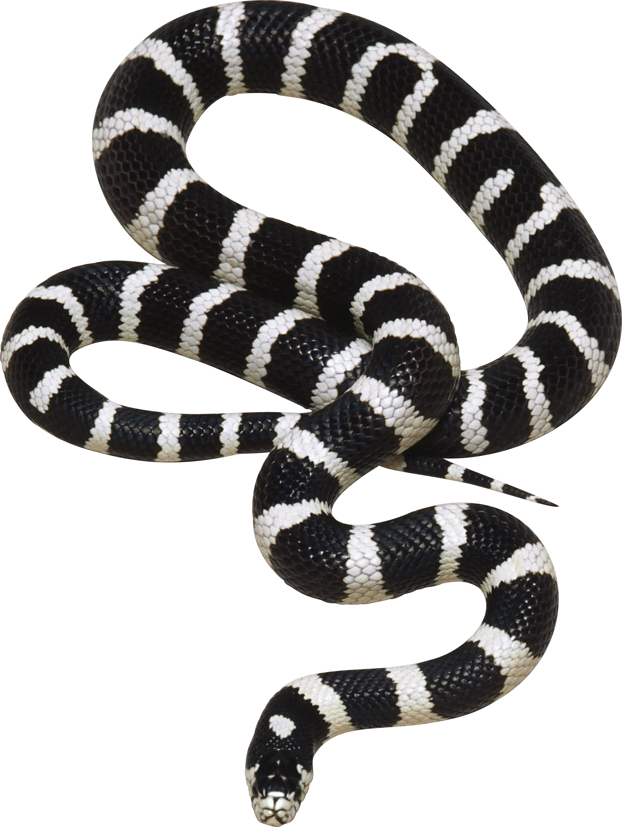 Snake PNG image picture download free