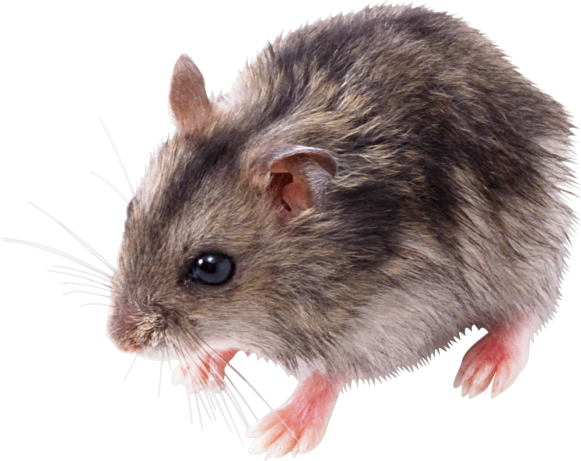 little mouse rat PNG image