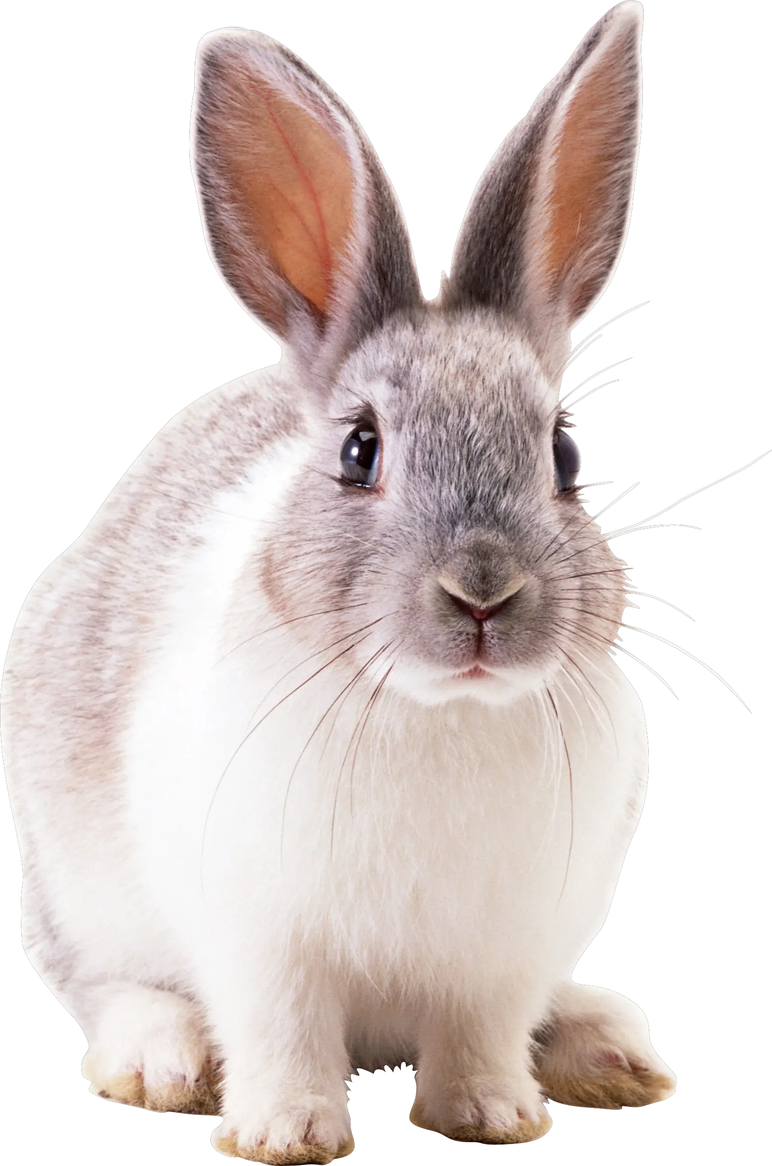 rabbit PNG