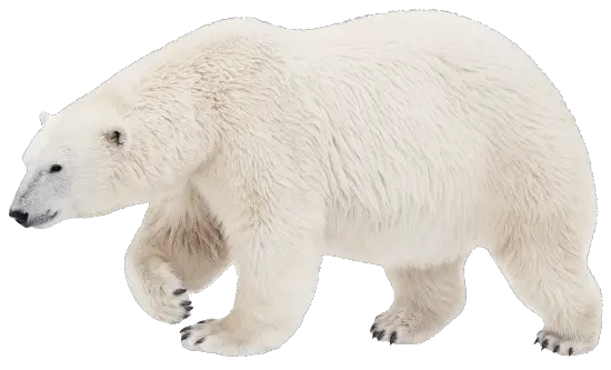 Polar white bear PNG