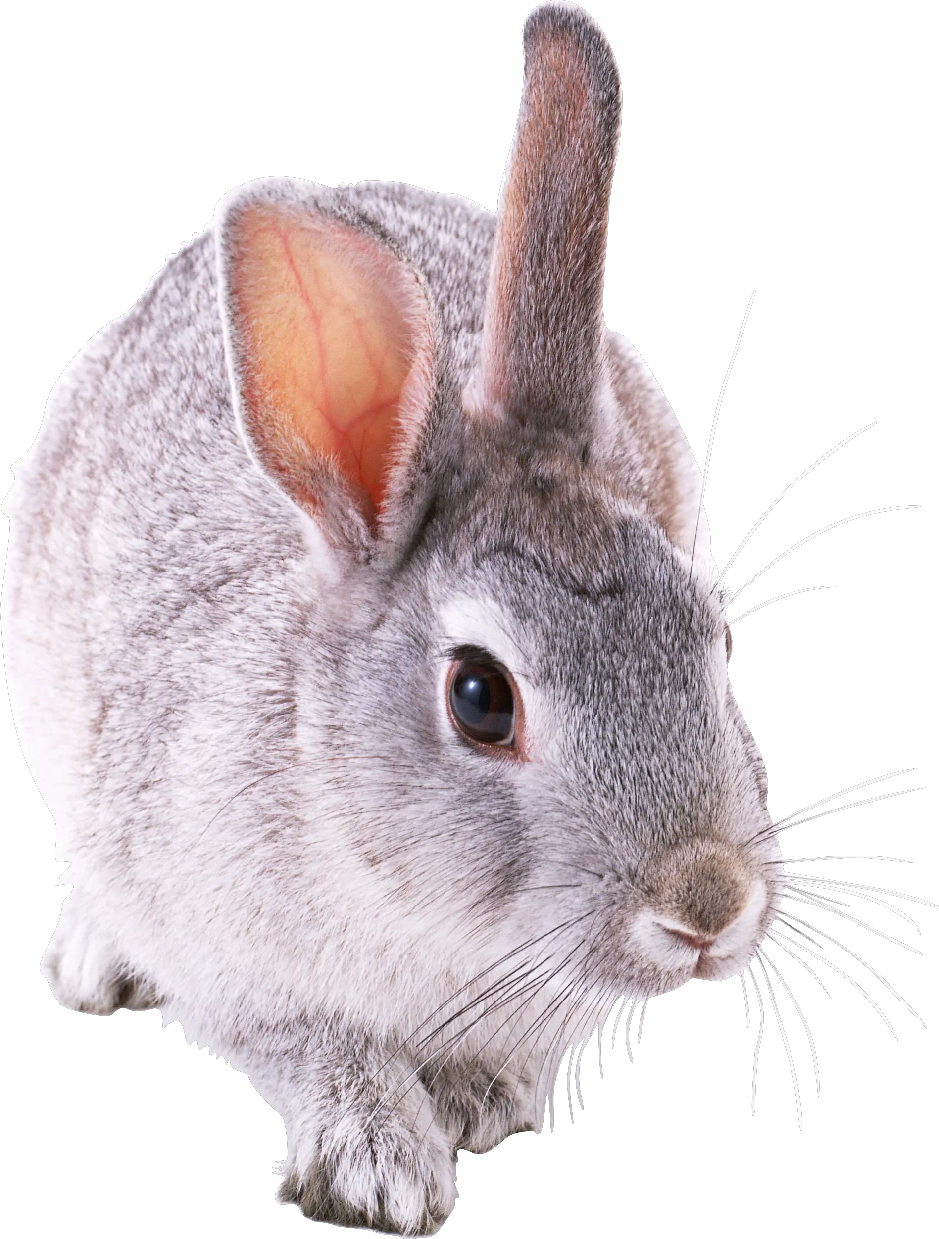 rabbit PNG