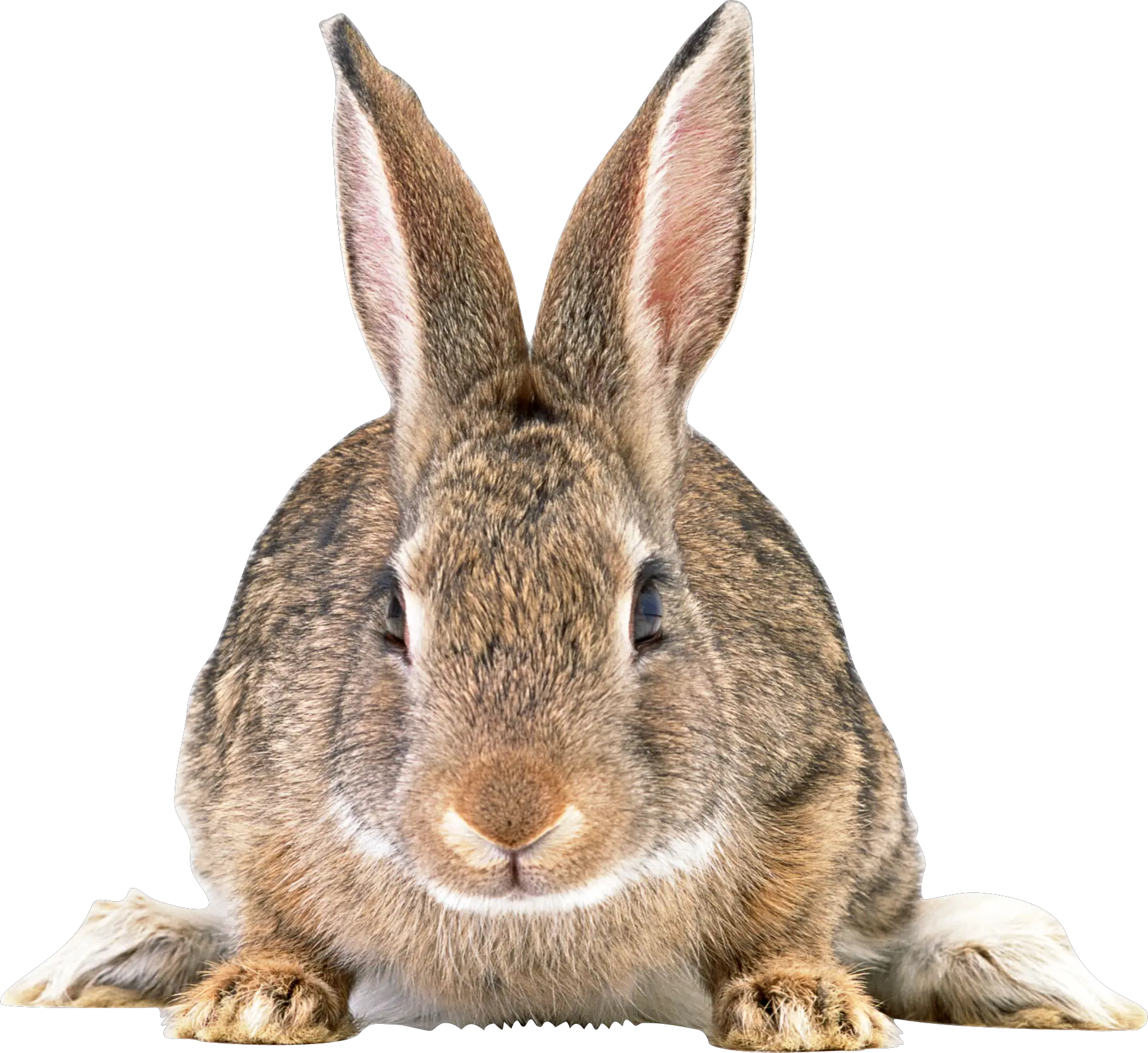Gray rabbit PNG image