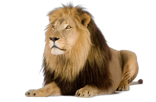 Lion PNG