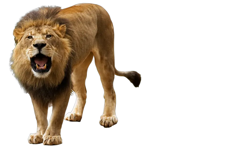 Lion PNG