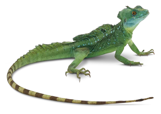 Lizard PNG