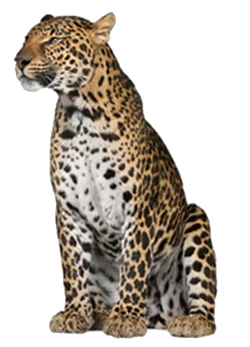 Leopard PNG