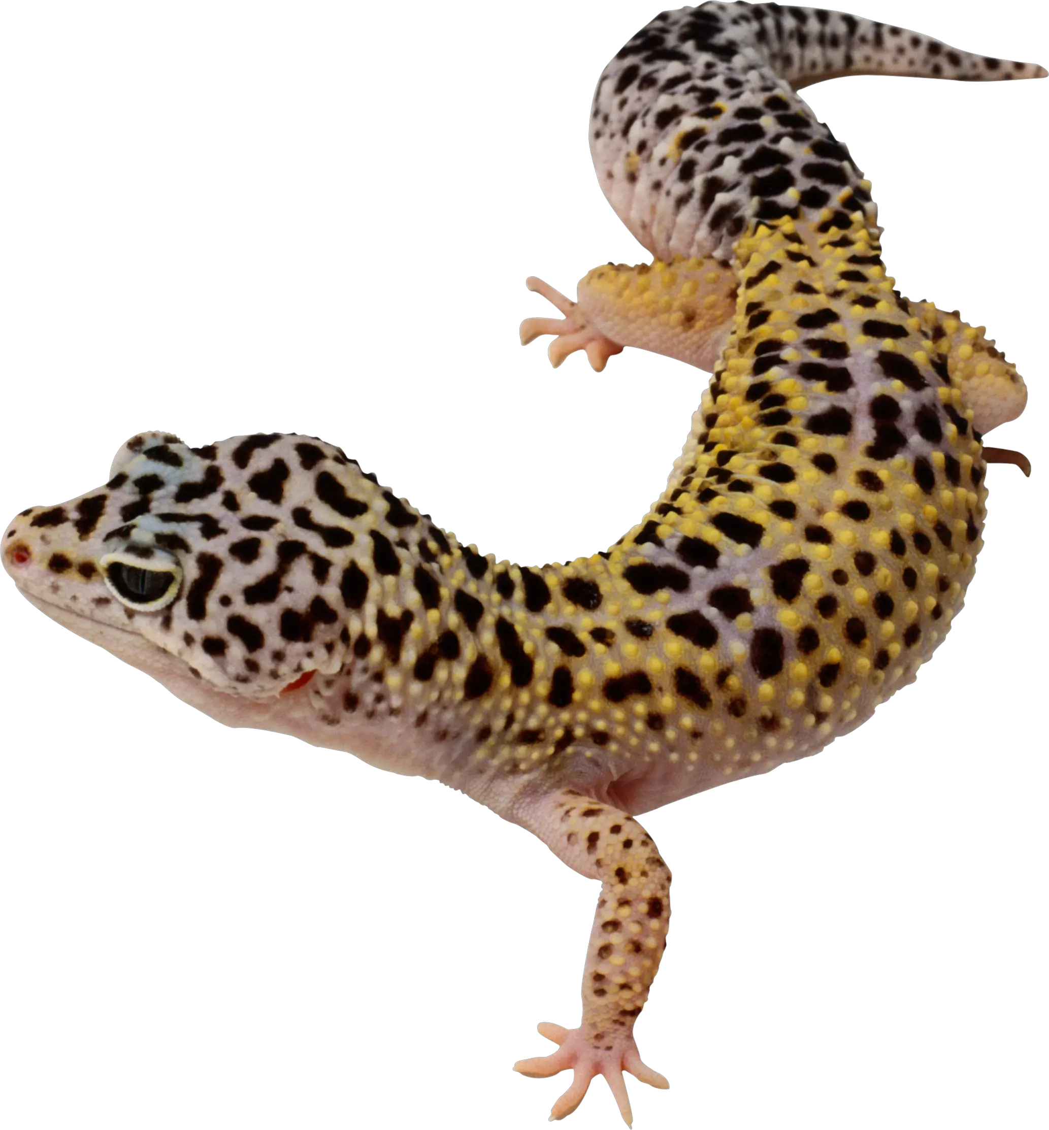 Lizard PNG