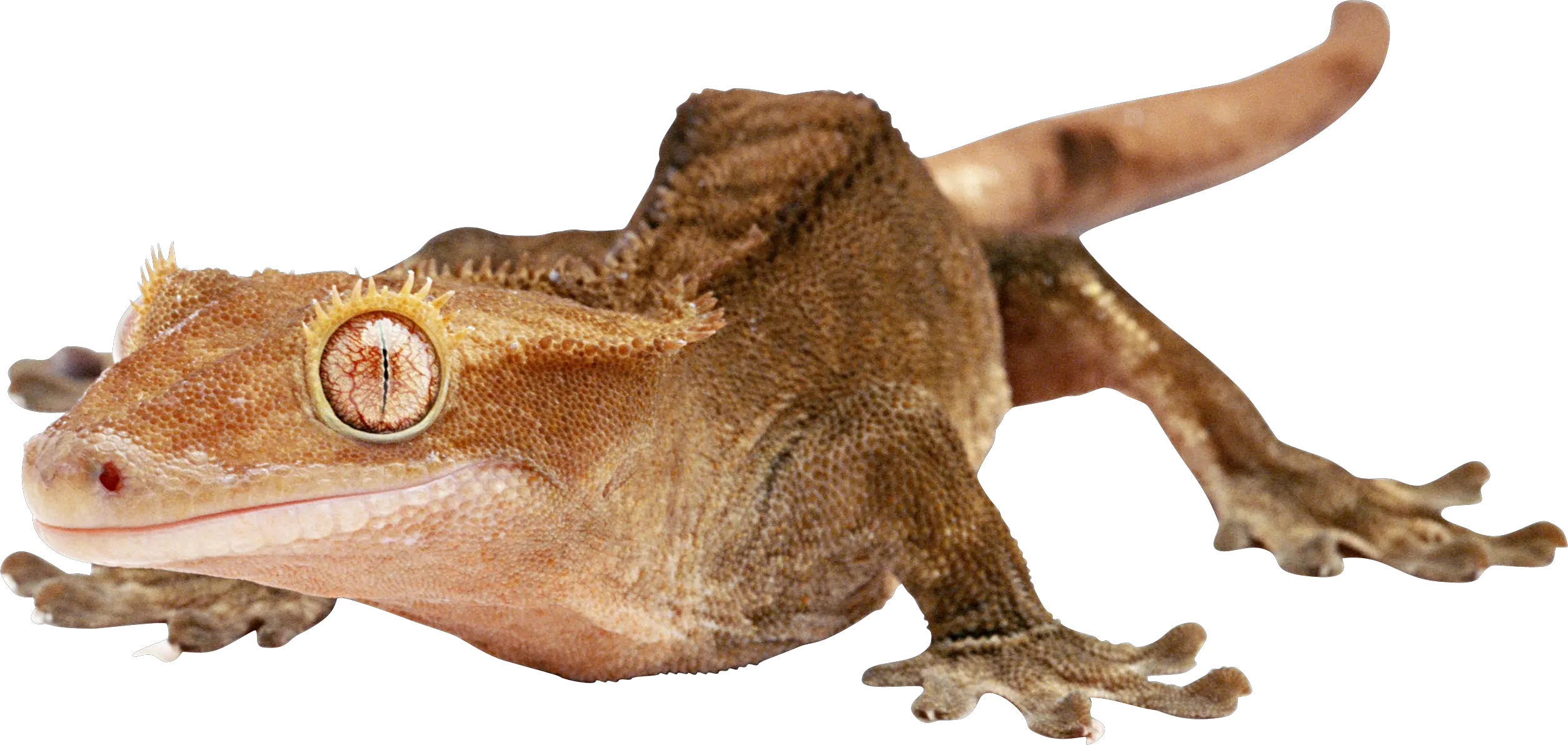 Lizard PNG