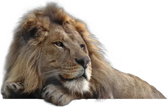 Lion PNG