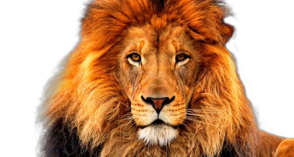 Lion PNG