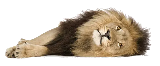 Lion PNG