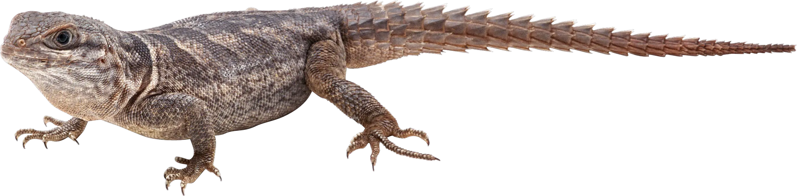 Lizard PNG