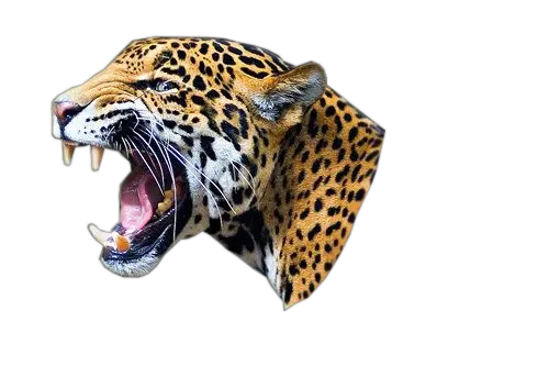 Leopard PNG