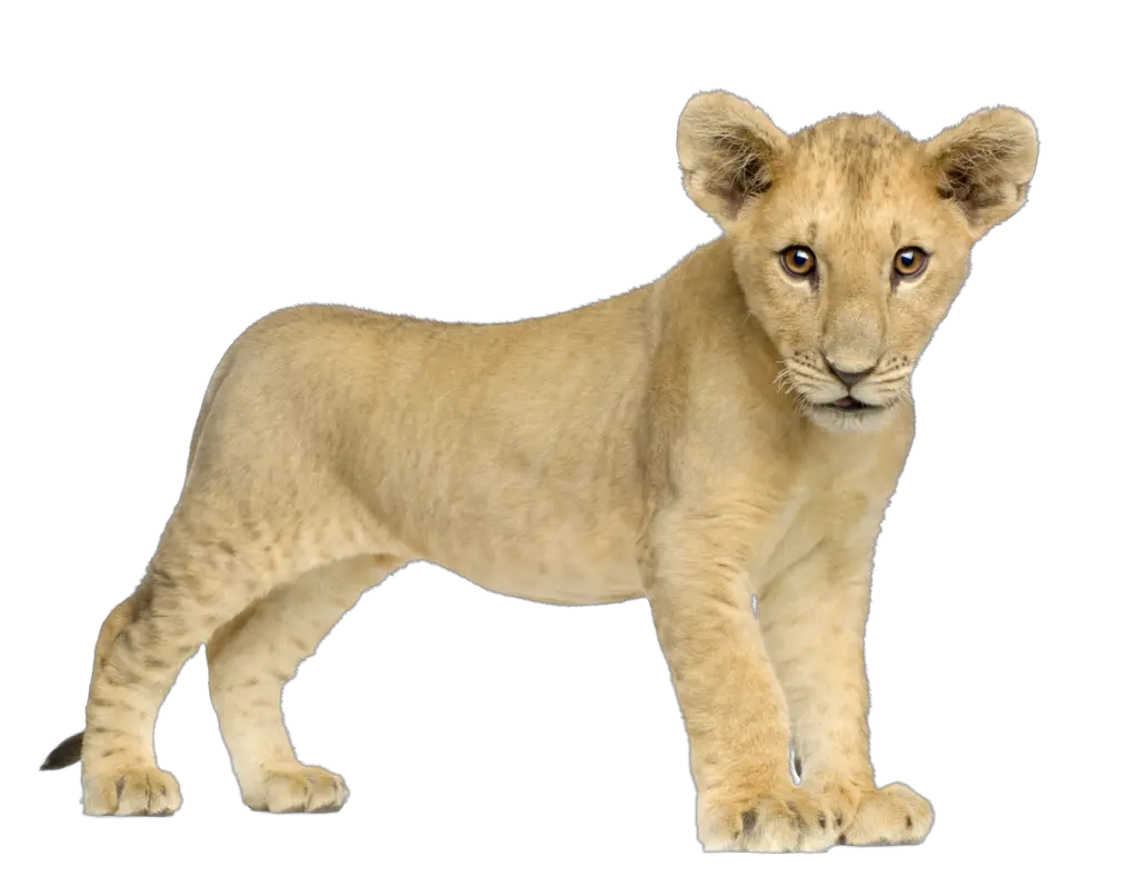 Lion PNG image free image download picture lions
