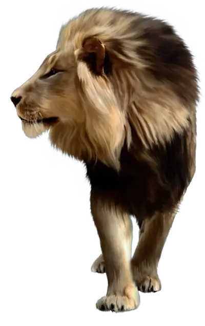 Lion PNG image free image download picture lions