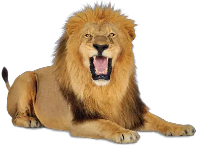Lion PNG