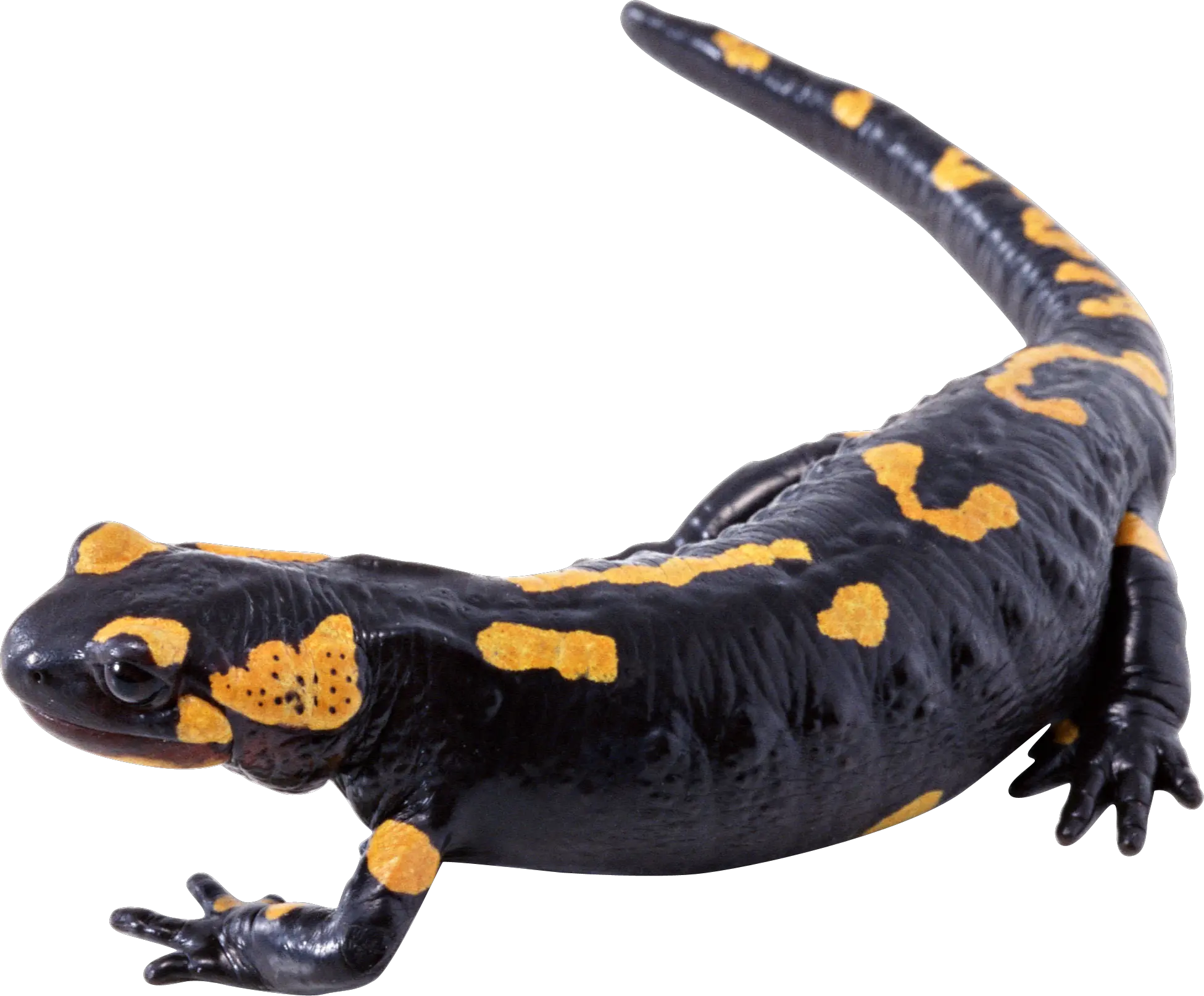 Lizard PNG