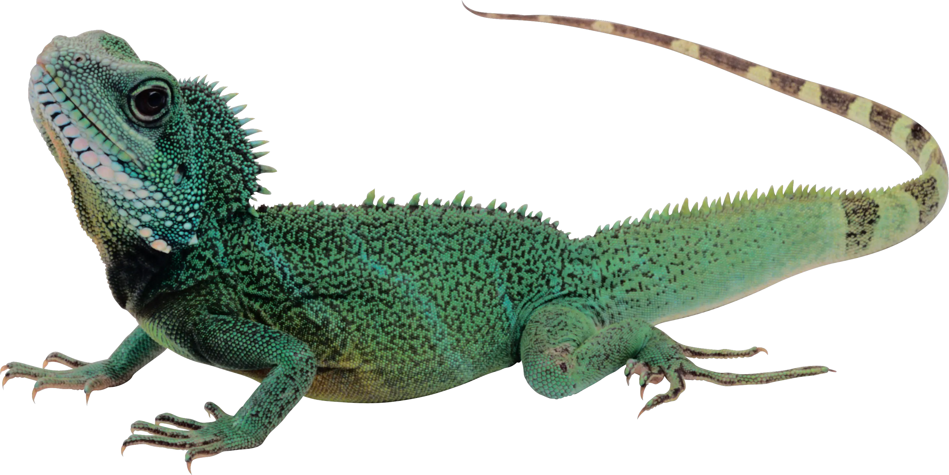 Lizard PNG